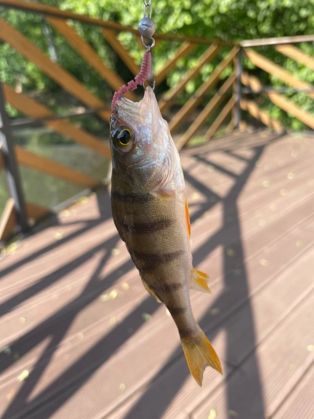 
        Удочка спать мешает. Зачем идти на рыбалку рано утром    