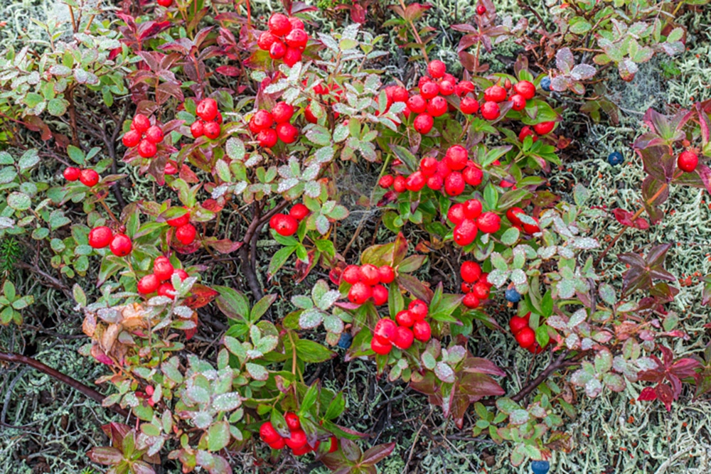 Жерло красоты. Невероятная кальдера вулкана Узон
Жерло красоты. Невероятная кальдера вулкана Узон