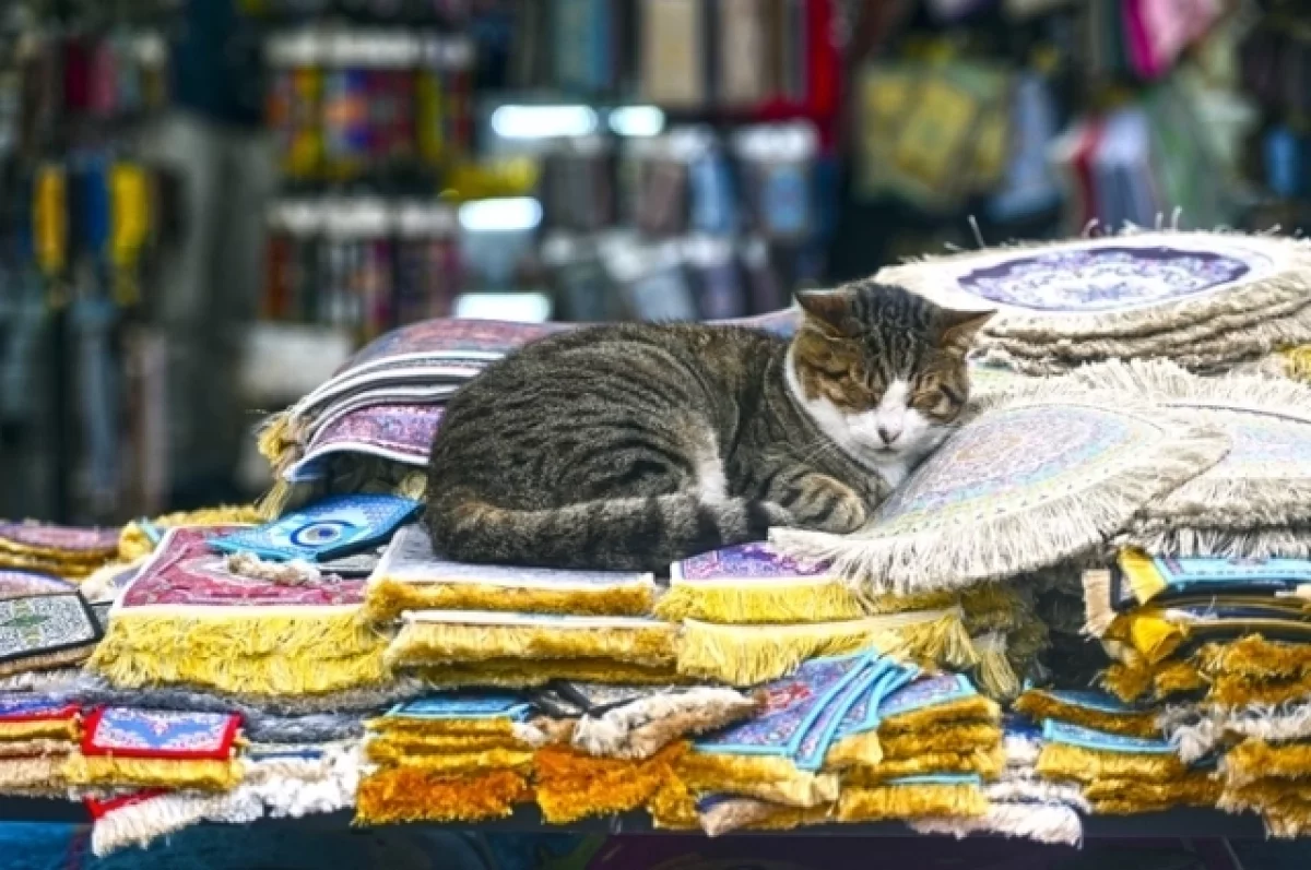 
        10 лет и целое состояние. Турецкие кошки добились алиментов в суде Стамбула    