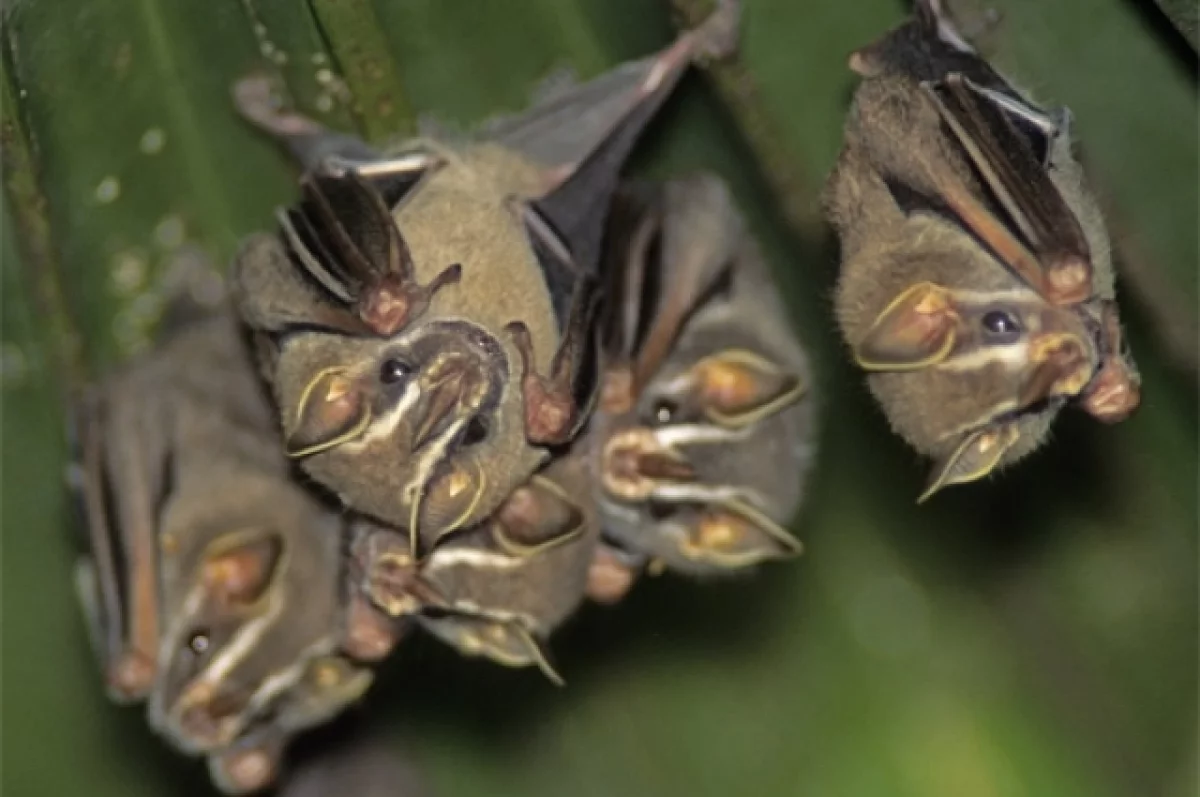 Вампир в гостях. Биолог Крускоп объяснил «нашествие» летучих мышей в дома
Вампир в гостях. Биолог Крускоп объяснил «нашествие» летучих мышей в дома