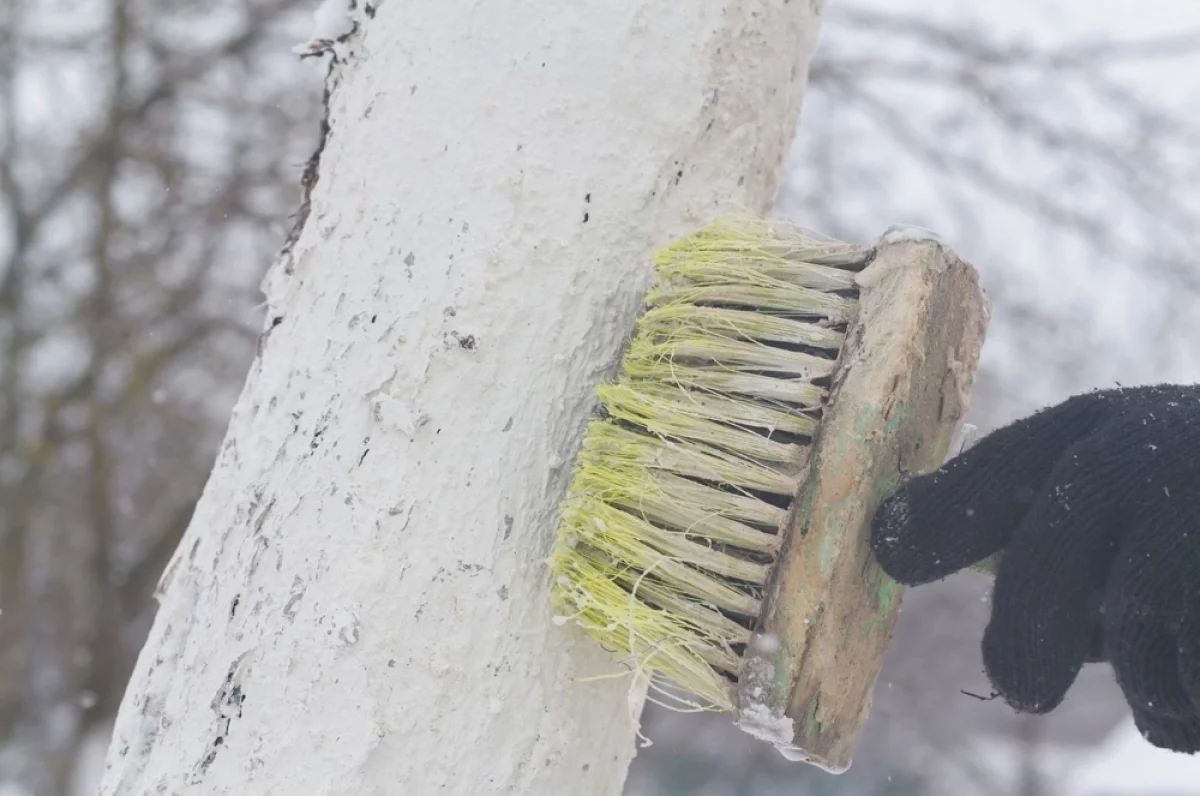 
        Тля, клещи. Список опасных вредителей, которых пока не убила тёплая зима    