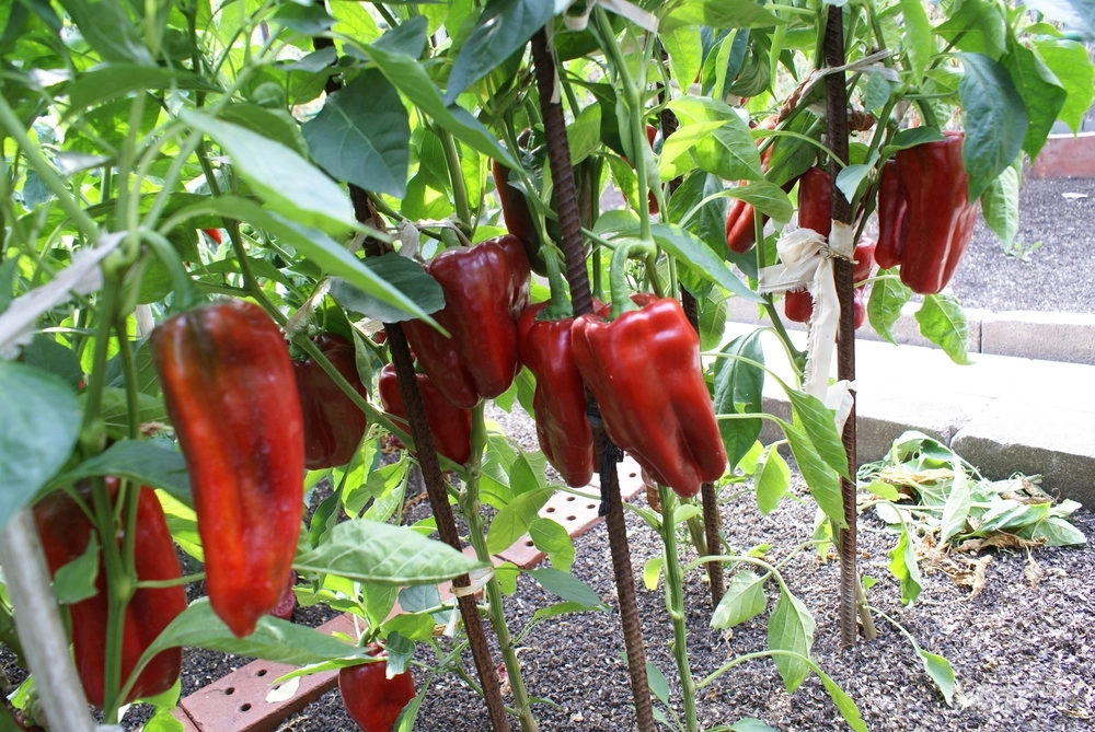 
        Сорта и уход. Как посеять перцы на рассаду в 2025 году    