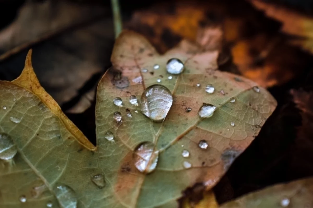 
        +10, пасмурно. Погода на остаток недели и выходные в Москве    
