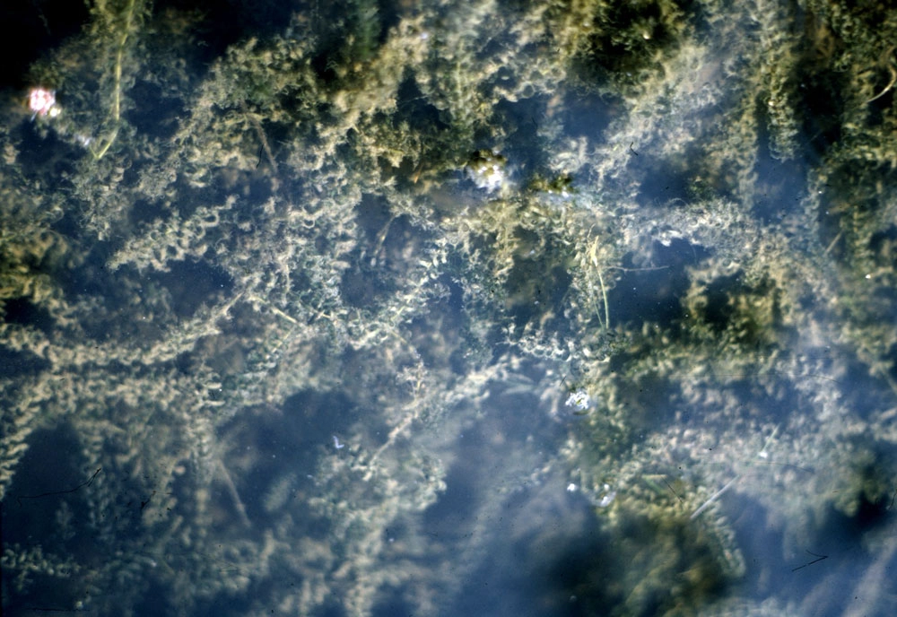 
        &laquo;Водяная чума&raquo; и &laquo;ложный укроп&raquo;. Как на даче избавиться от растений-убийц    