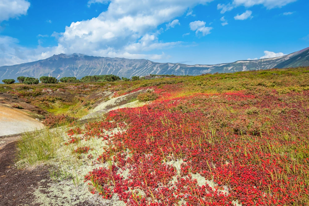 Жерло красоты. Невероятная кальдера вулкана Узон
Жерло красоты. Невероятная кальдера вулкана Узон