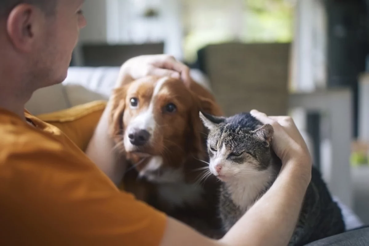 Лохматый вопрос. Допуск к содержанию кошек и собак может появиться в России
Лохматый вопрос. Допуск к содержанию кошек и собак может появиться в России