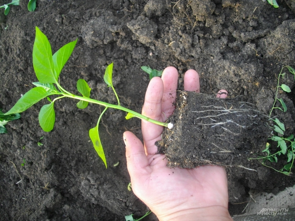 
        Сорта и уход. Как посеять перцы на рассаду в 2025 году    