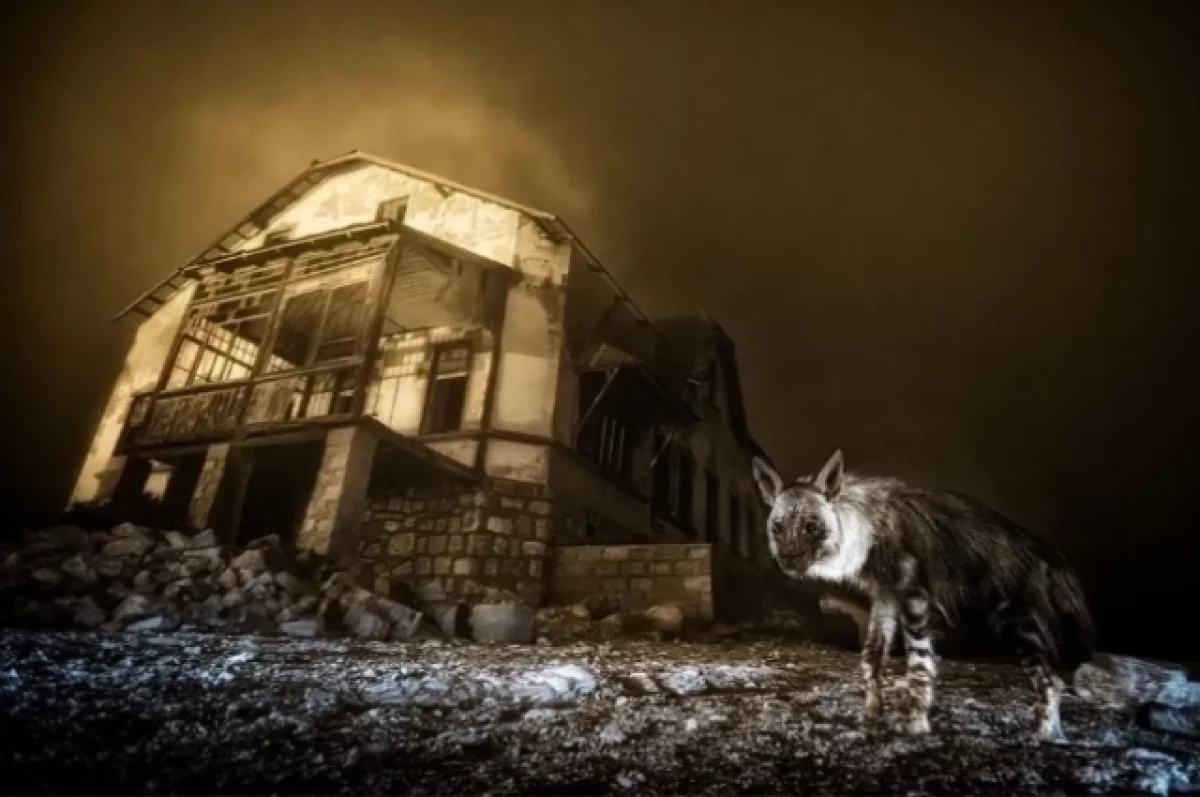 
        Фотограф из Намибии заснял гиену-призрака в разрушенном городе    
