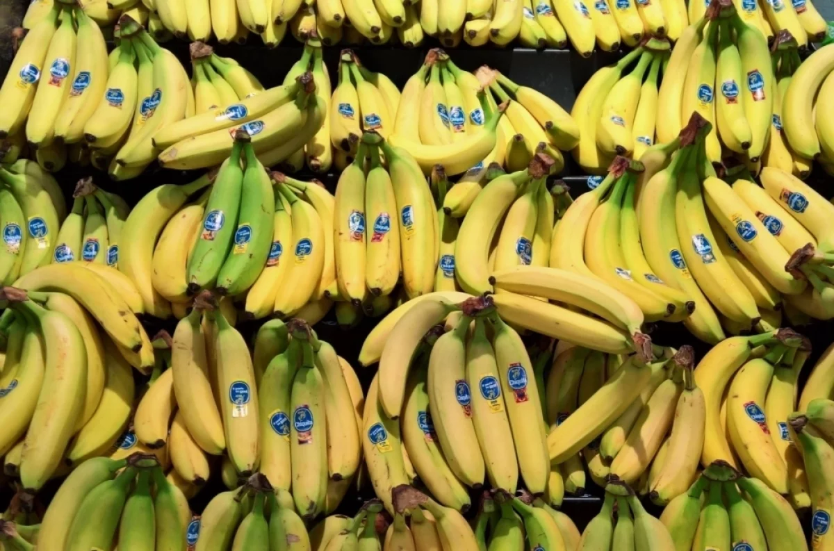 
        Агроном Туманов объяснил, в чем сложность выращивания бананов в России    