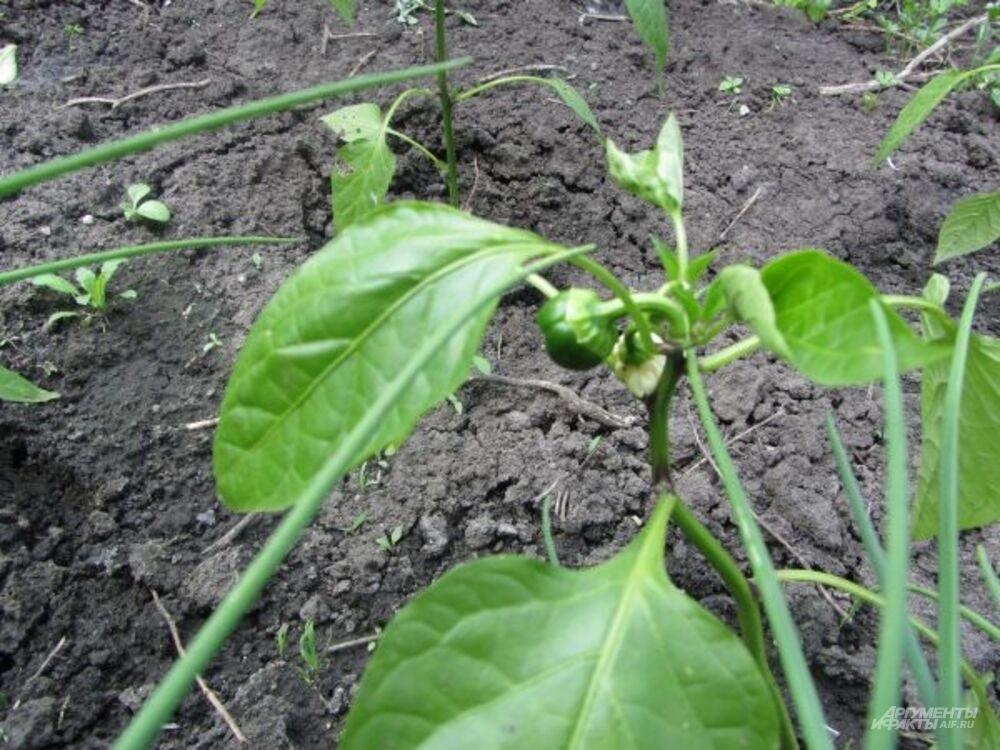 
        Сорта и уход. Как посеять перцы на рассаду в 2025 году    