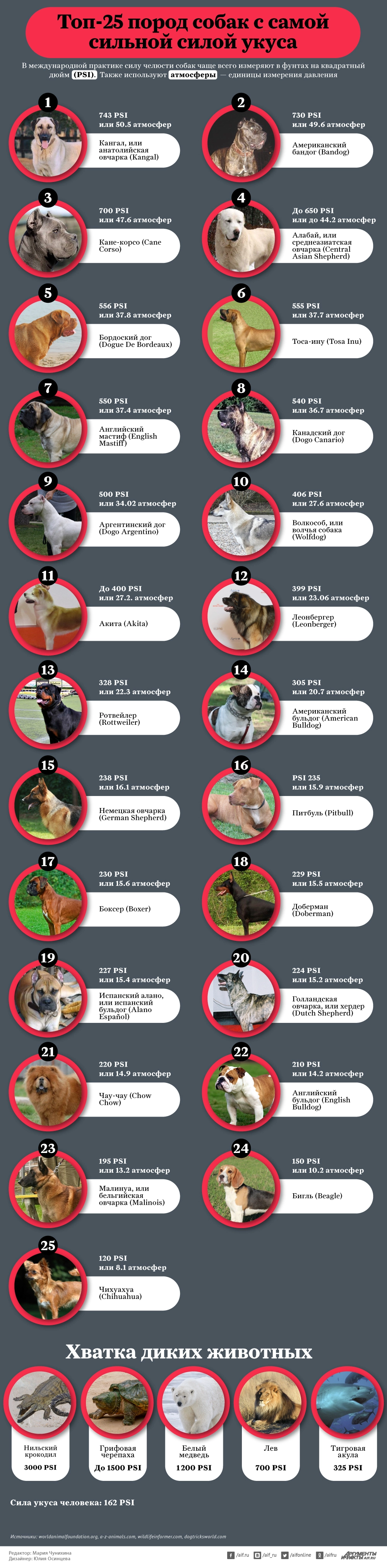 Топ-25 пород собак с самой сильной силой укуса. Инфографика