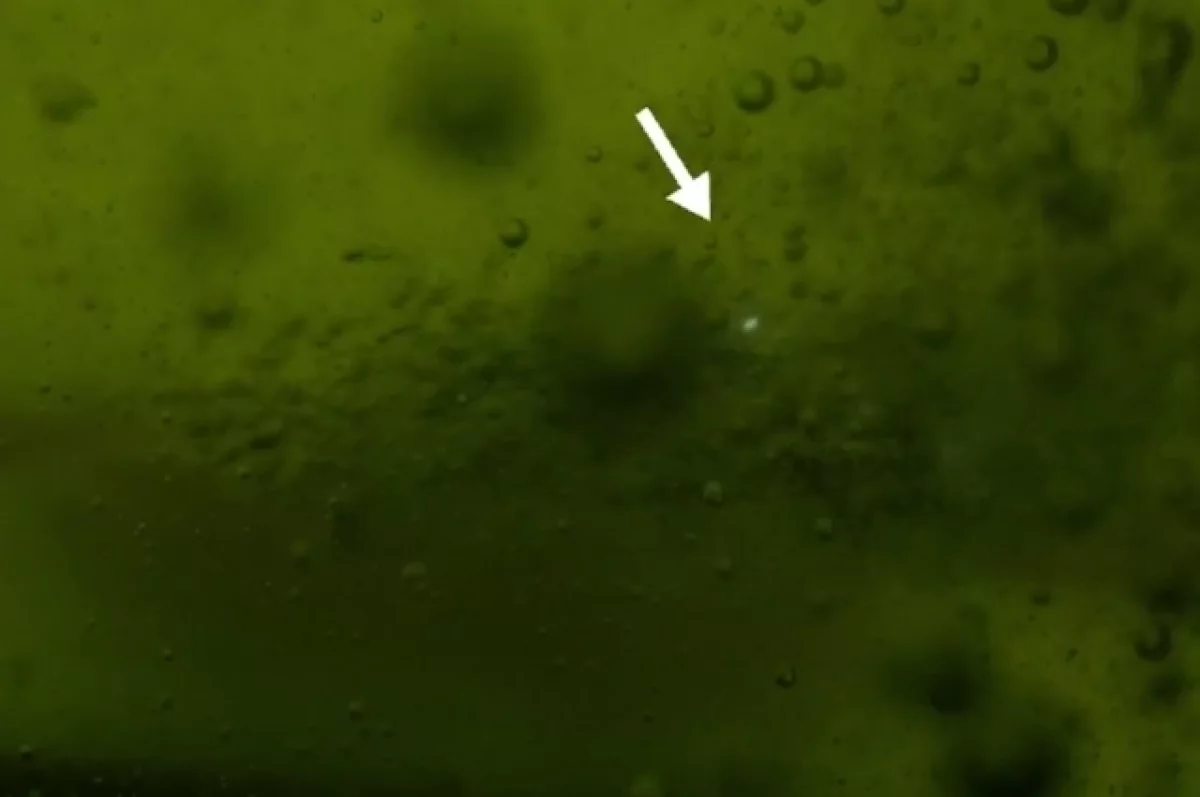 
        Ученые на специальную камеру засняли появление &laquo;призраков&raquo; над рекой в США    