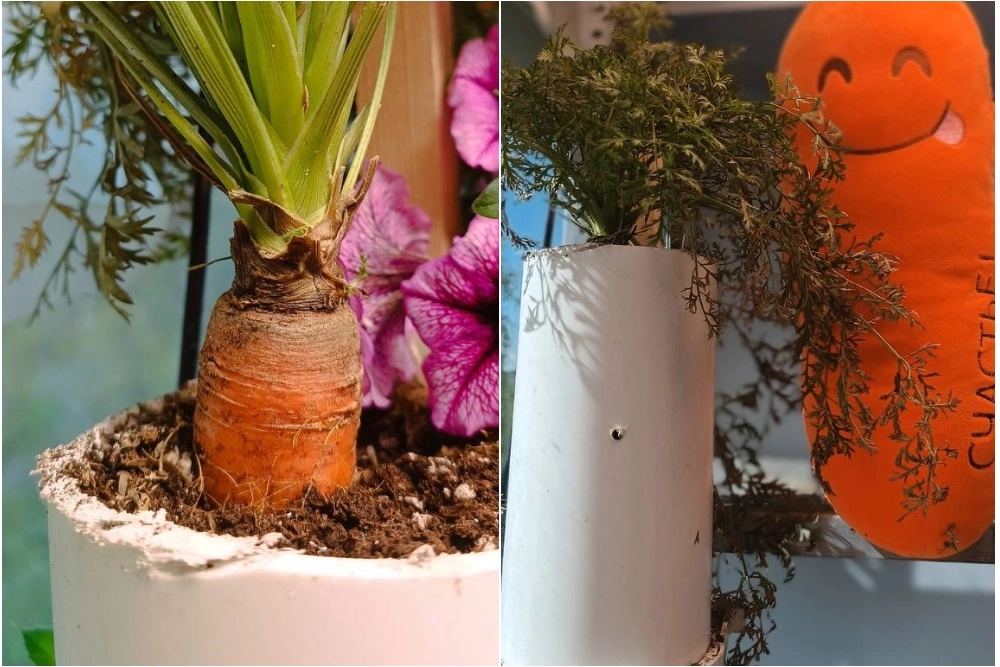 
        Урожай из трубы. Как вырастить длинную морковь сорта Манкупуджи    