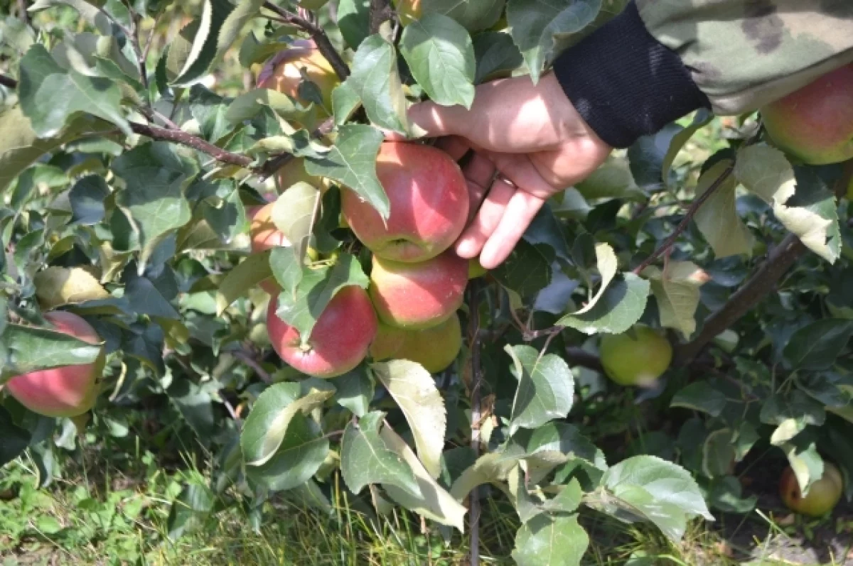 Туманов назвал Россию идеальным местом для выращивания картошки и яблок
Туманов назвал Россию идеальным местом для выращивания картошки и яблок